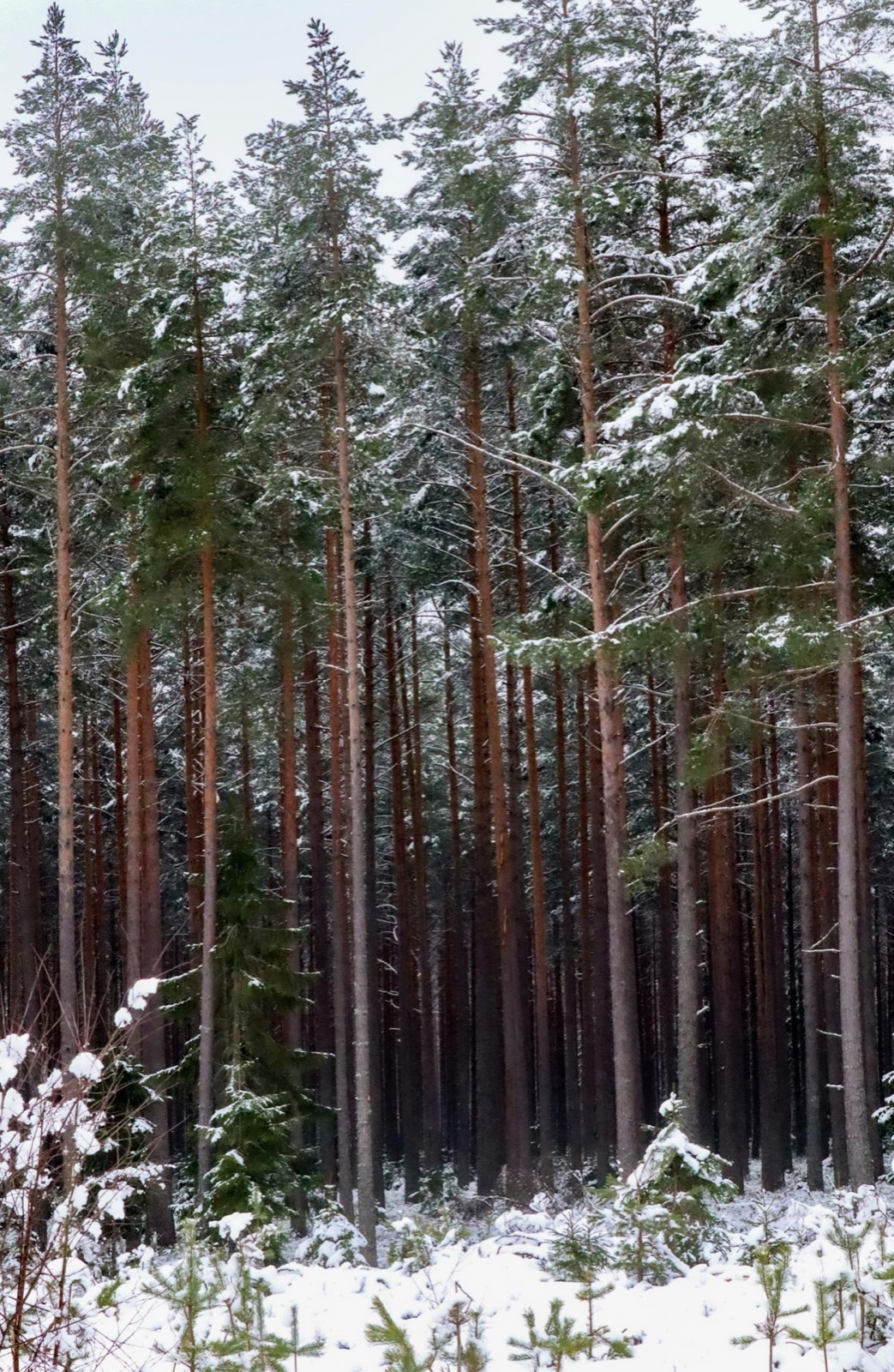 Snow-covered pine forest in Aspen, Colorado — Bosq sources its menu from this Rocky Mountain landscape